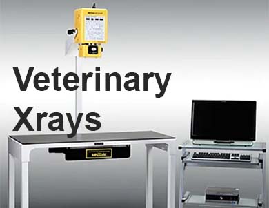 veterinary xray